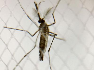 Aedes aegypti mosquito