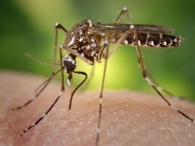 Aedes aegypti mosquito