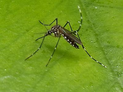 Aedes aegypti mosquito