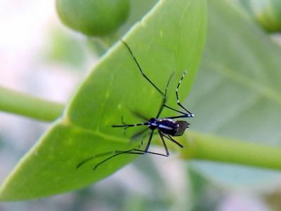 Aedes albopictus