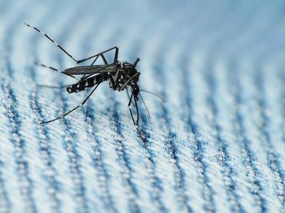 Aedes albopictus mosquito