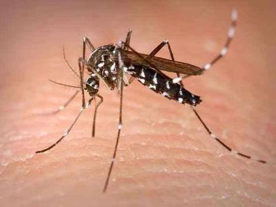 Aedes albopictus