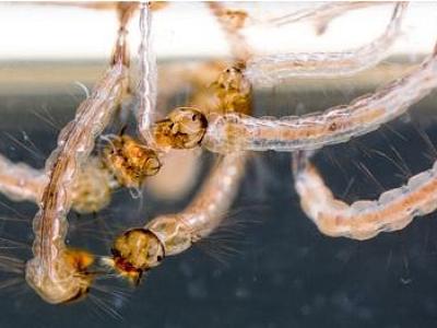 Aedes larvae