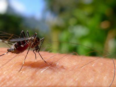 Aedes mosquito