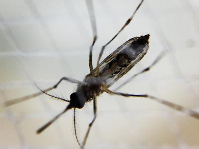 Aedes mosquito