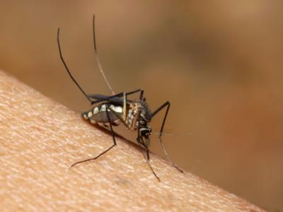 Aedes mosquito