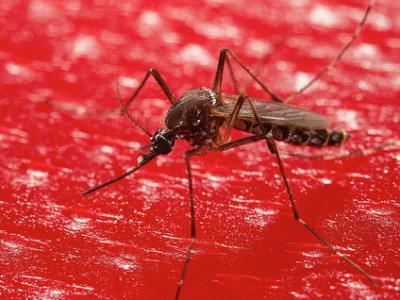 Aedes mosquito on blood membrane