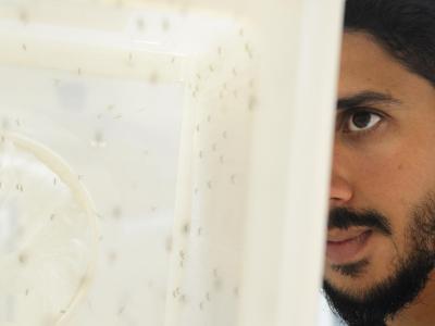 Aedes researcher