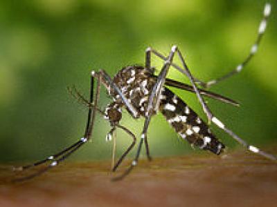 Aedesalbopictus