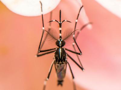 Aedes mosquito