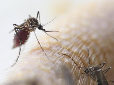 Aedes mosquito