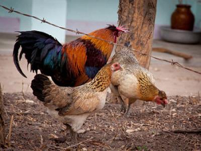 VietnameseChickens