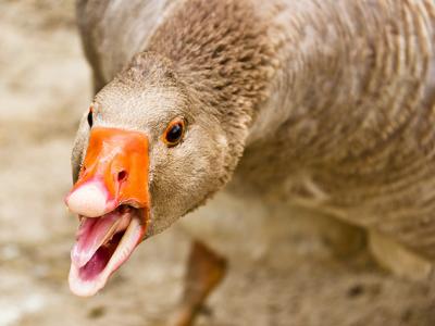 Angry goose