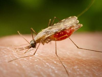 Anopheles mosquito