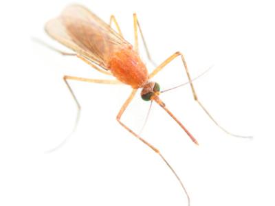 Anopheles mosquito