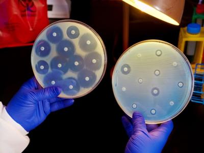 Antibiotic resistance growth plates