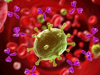 Antibodies