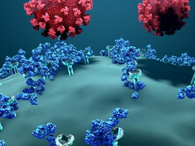 Antibodies blocking SARS-CoV-2 infection