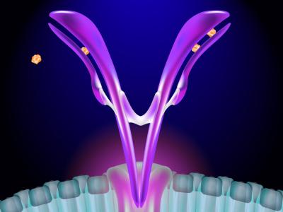Antibody-antigen illustration