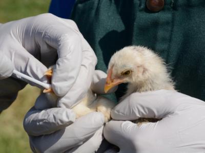 avian flu testing in a chick