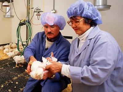 Avian vaccnie research