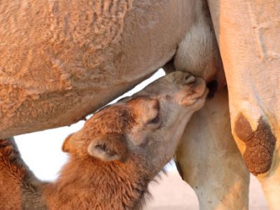 Baby camel nursing