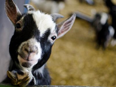baby goat