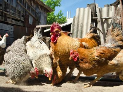 Backyard chickens