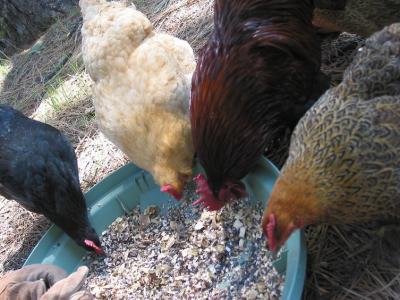 Backyard chickens feeding