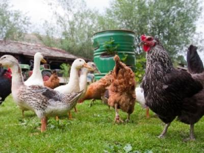 Backyard flock