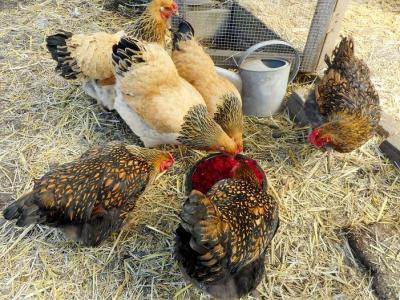 Backyard chickens feeding