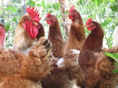 Backyard chickens