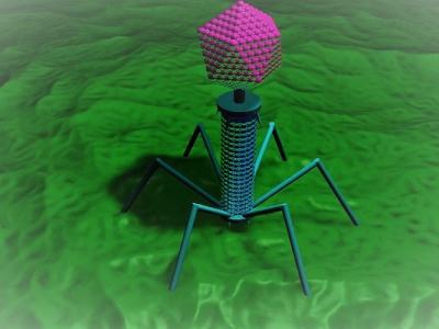 Bacteriophage illustration