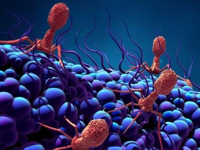Bacteriophages infecting a bacterium