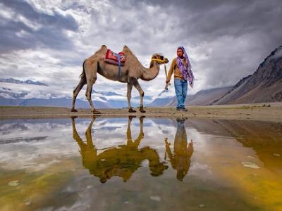 Bactrian camel and handler