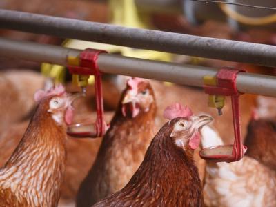 Barn chickens