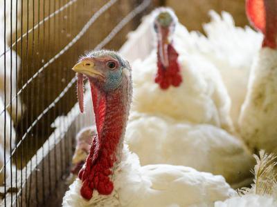 Turkeys in barn