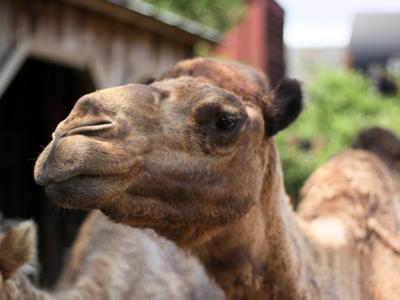 Barnyard camel