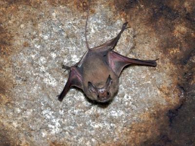 Bat in cave