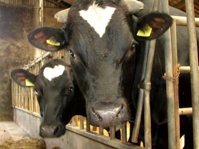 Beef cattle indoors