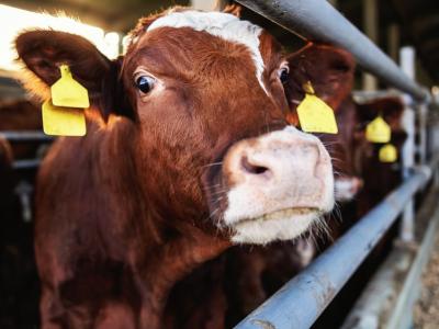 Beef cattle
