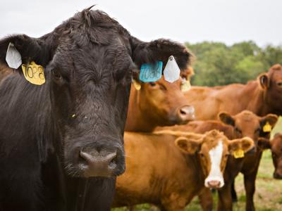 Beef cattle
