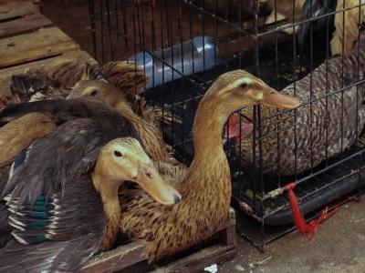 Bird market