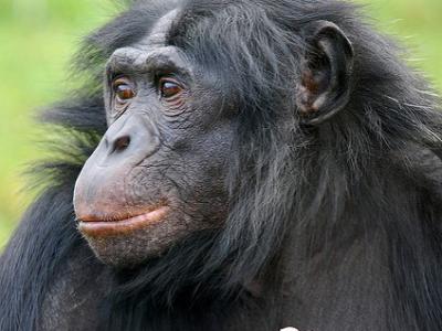 Bonobo