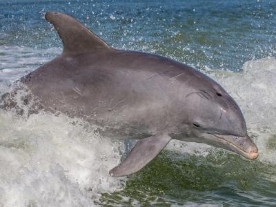 Bottlenose dolphin