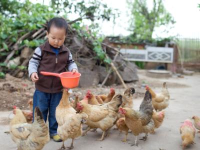 Boy feeding chickens