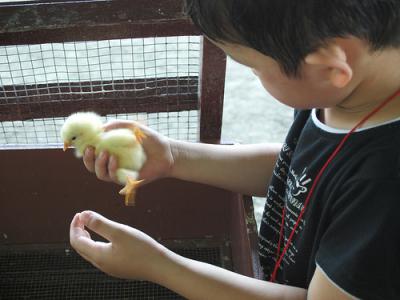 Boy with chick