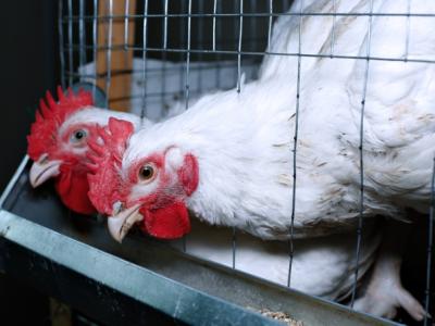 Broiler chickens