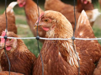 Broiler chickens
