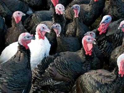 Turkey flock